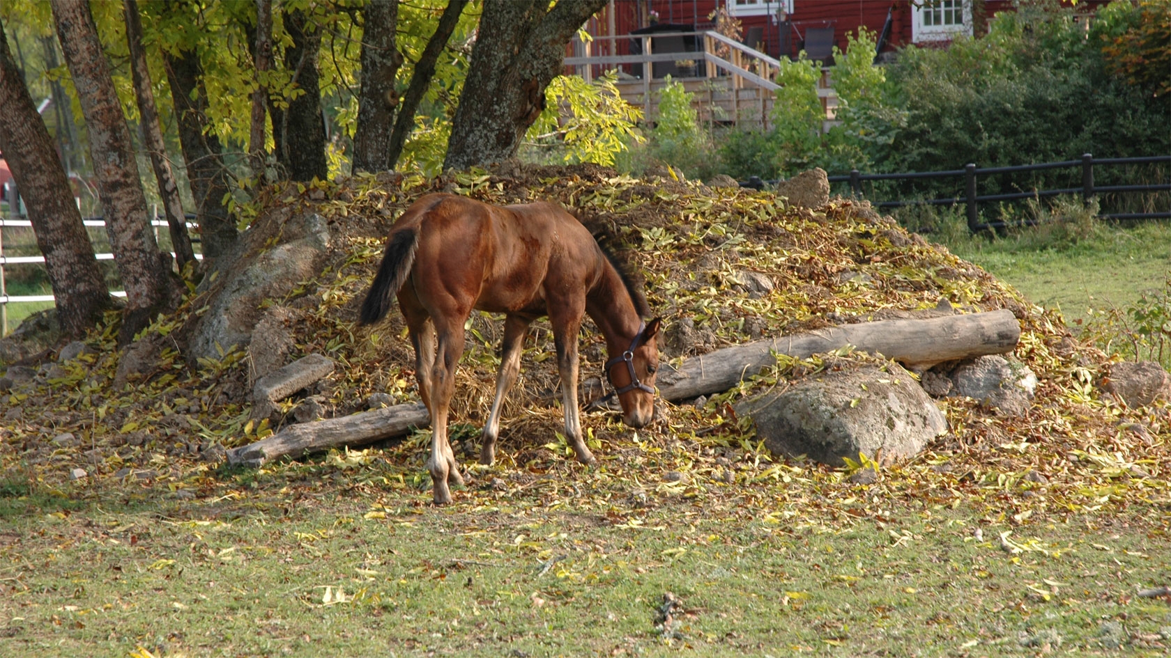 Häst